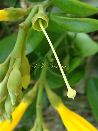  Pistil and Glands on Calyx